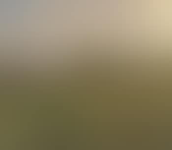 Field landscape with trees in background (preview)