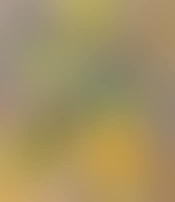Landscape (preview)