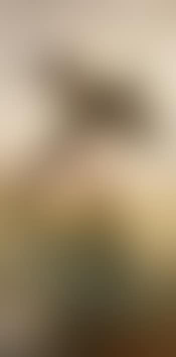 Pheasant (preview)