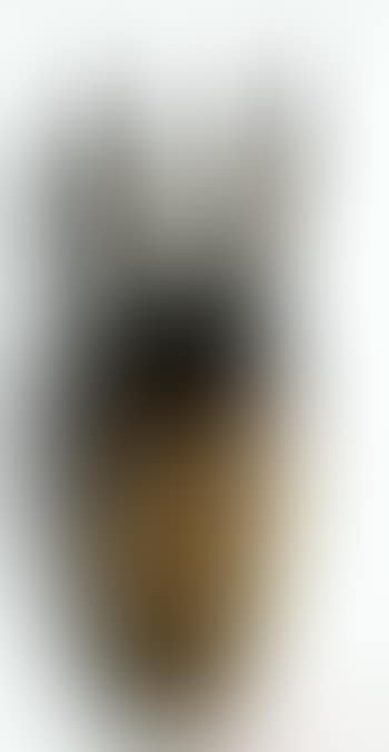 Doberman (preview)