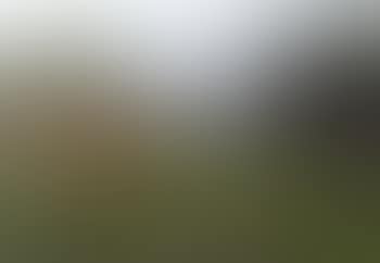 Polder landscape with pigs by a ditch (preview)