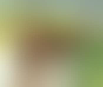 Chevaux de vendanges (preview)