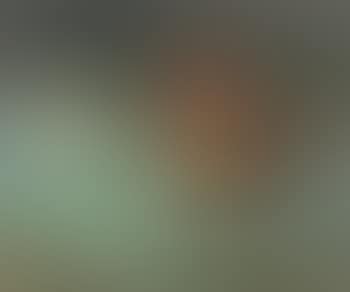 Still life (preview)