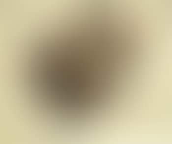 Flowers in a white pot (preview)