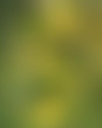 Green mask (preview)