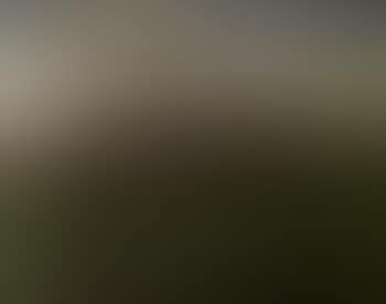 Paysage aux saules (preview)
