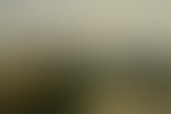 Summer landscape (preview)