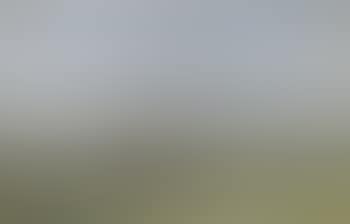 Cattle study no 4 (preview)