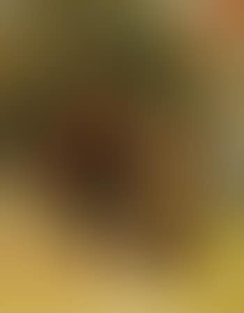 The young ornithologists (preview)