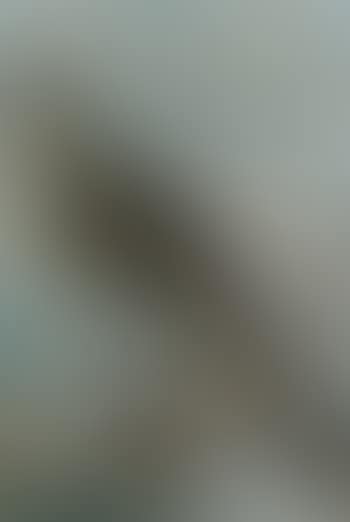 Exotic hen pheasant and two chicks in a landscape (preview)