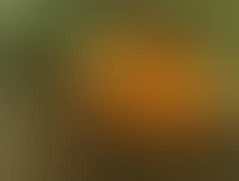 Pumpkin and blackbird (preview)