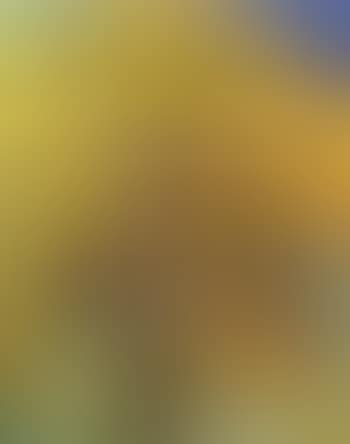 Tree in autumn (preview)