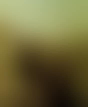 Landscape (preview)