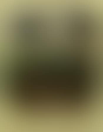 Glossy Ibis, Common Bittern, Night-Heron, Little Bittern (preview)