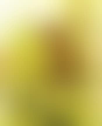Trees in spring (preview)