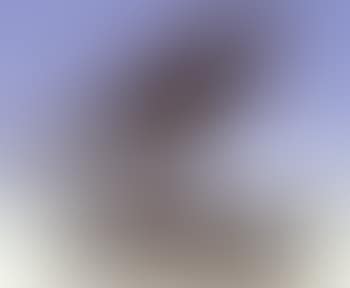 Oiseau (preview)