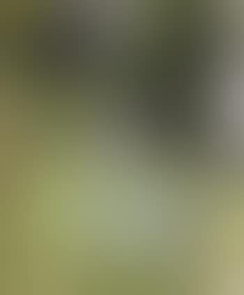 Table in the garden (preview)