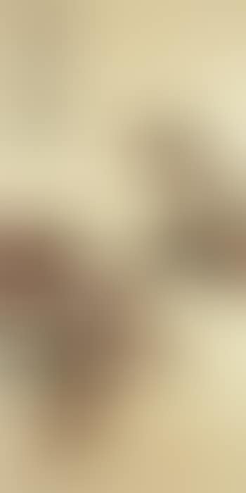 Dove on red leaves tree (preview)