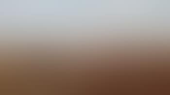 Branding cattle - refractory cow (preview)
