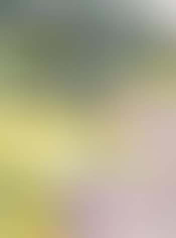 Geese in orchard (preview)