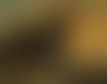 Portraits of thoroughbreds, brown and chestnut (preview)