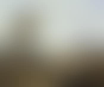 Sheep in coastal landscape (preview)