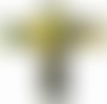 Memory of Rita Angus (preview)