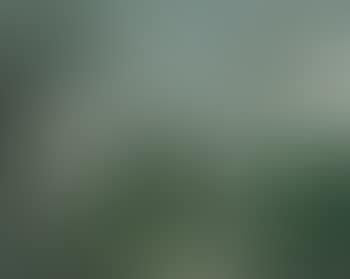Portrait of an Irish Wolfhound (preview)