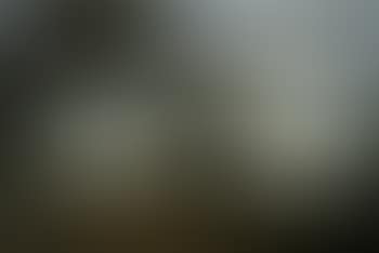 Two white heifers in a landscape (preview)