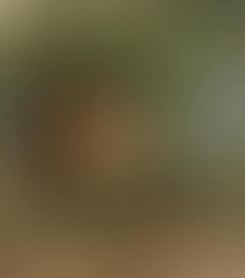 Olive groves, France (preview)