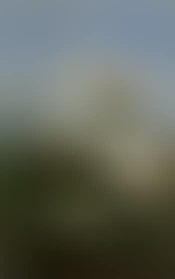 Goldfinches among apple blossom (preview)