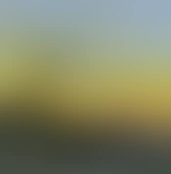 Morning chorus (preview)