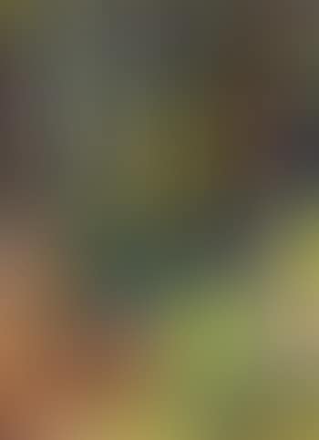 Forest (preview)