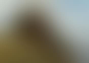 Steep hills with large trees (preview)