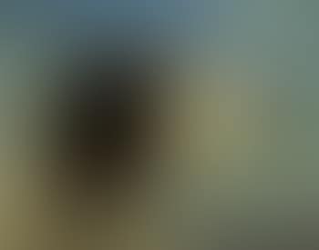 Portrait of dog (preview)
