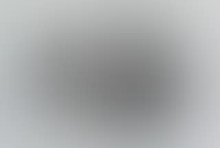 Great Black-headed Gull (preview)