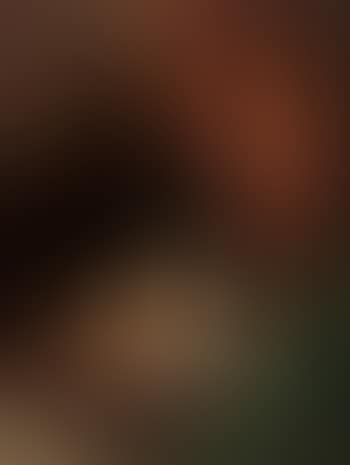 Three dogs on pillow (preview)