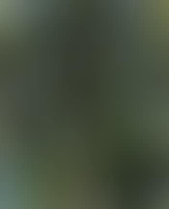 Tree (preview)