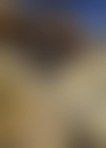 How many eggs (preview)
