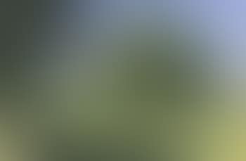 Trees in meadow (preview)