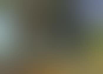 Trees by Lake Constance (preview)