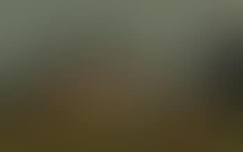 Foggy morning (preview)