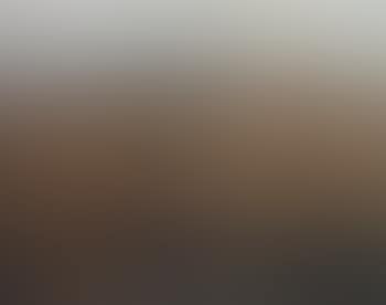Cornfield (preview)