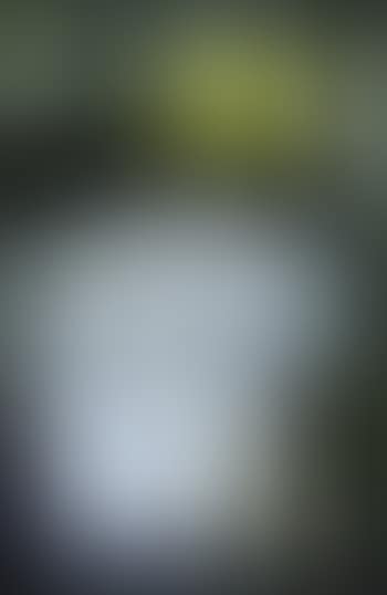 Atelier vert, coin d'atelier (preview)