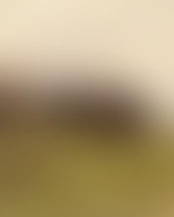 Field landscape with trees by fence (preview)