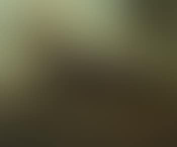 Chestnut hunter in a landscape with a church beyond (preview)
