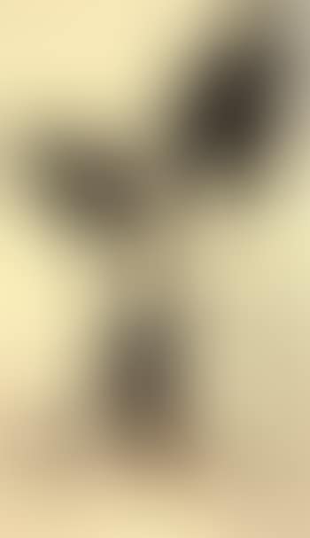 Taro (preview)