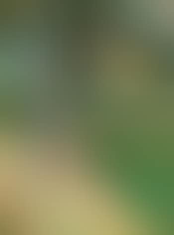 Grands arbres (preview)
