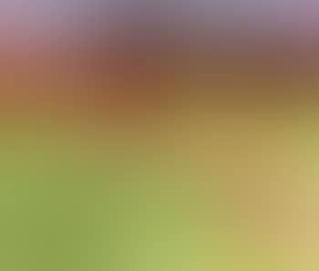 Summer meadows (preview)
