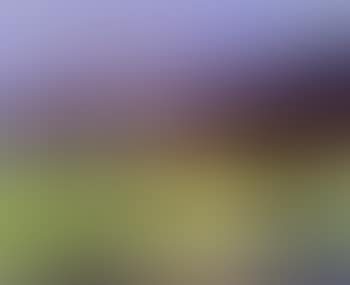 Summer landscape, Koster (preview)